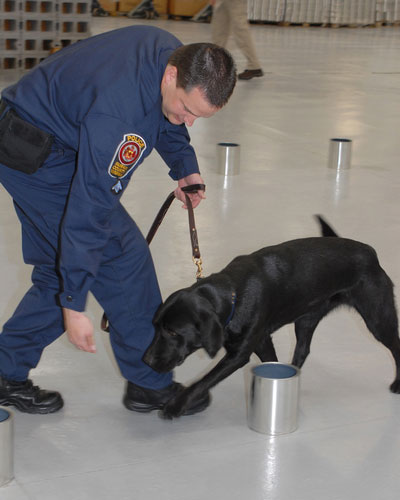 Image of canine handler training black lab to sniff