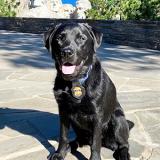 K-9 Wes stands proud at Mount Rushmore 