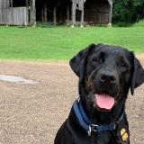 K-9 Corey sits in front of a barn