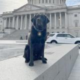 K-9 Claude supported interagency partners securing the U.S. Capitol during the State of the Union_March 2022
