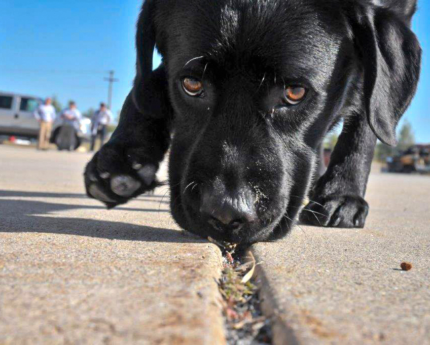 An ATF detection canine at work