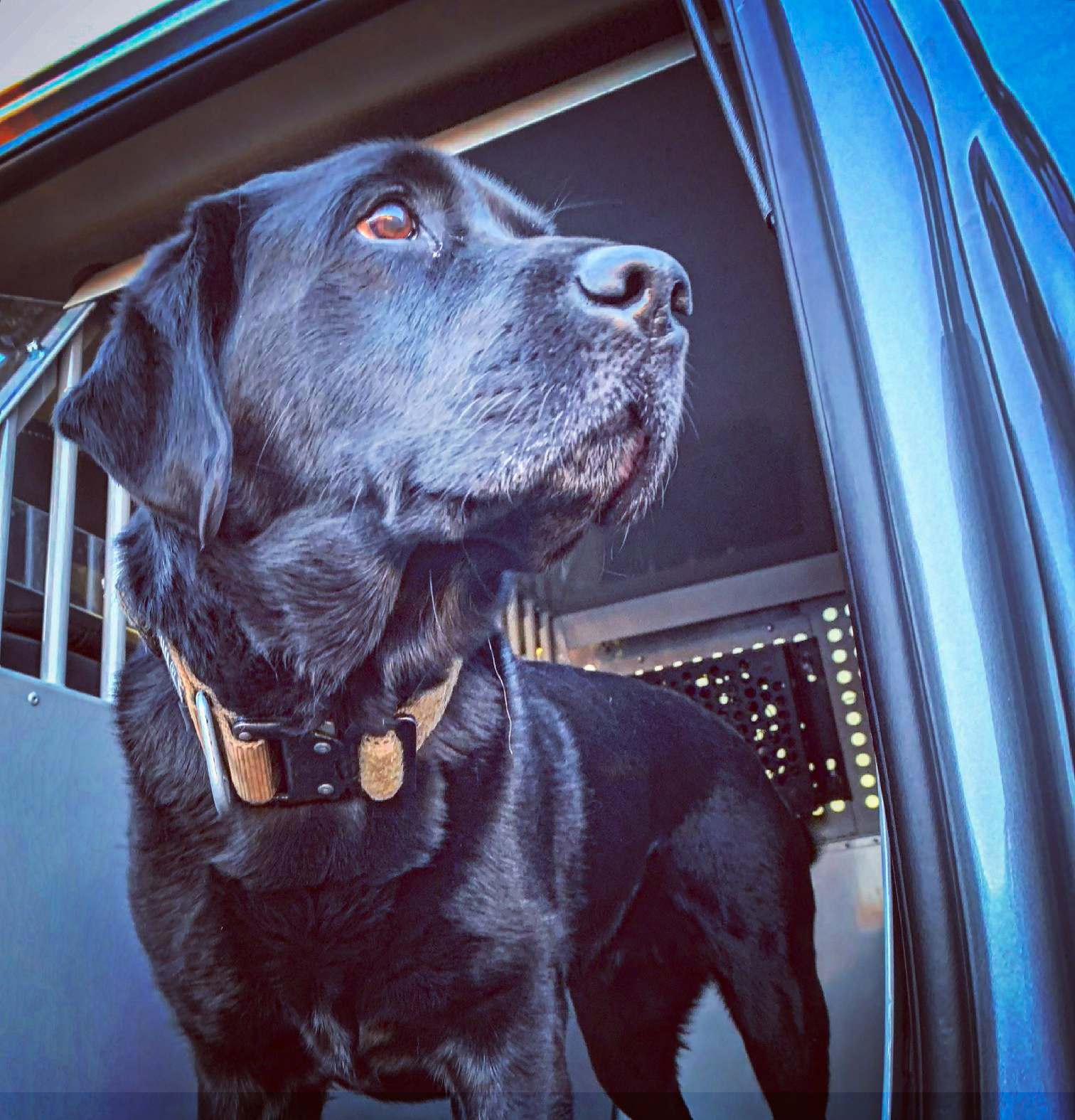 An ATF detection canine