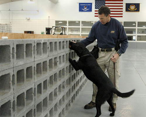 Image of an ATF Agent and black lab checking a wall during training