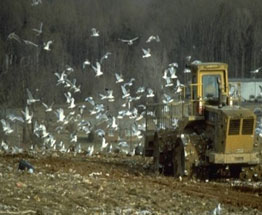Picture of Seagulls landing on a Bulldozer