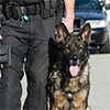 Image of a K-9 with a law enforcement officer