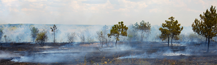 Imagen de la tierra quemada después del incendio forestal.