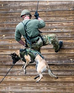 A Special Response Team canine and handler repel down a training wall