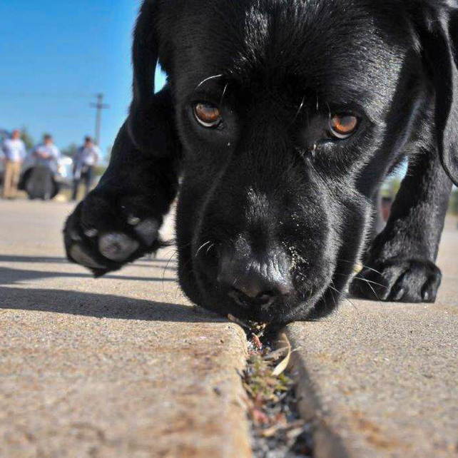 An ATF detection canine at work
