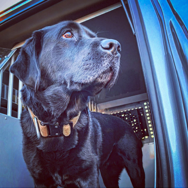 An ATF detection canine