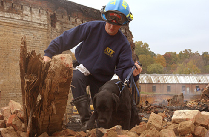 ATF agent and canine look through an investigation site.