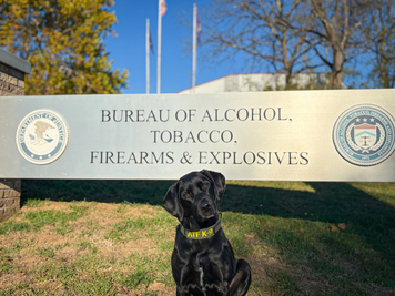 A detection canine in front of ATF's National Canine Training Center