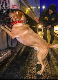 K9 Barny