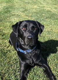 K9 Belle