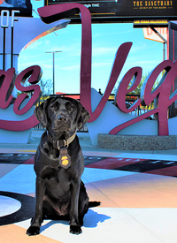 K9 Carolina