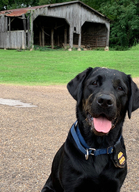 K9 Corey