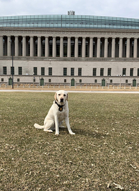 K9 Darwin