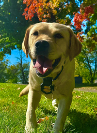 K9 Nellie