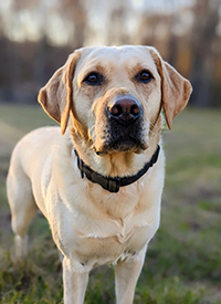 K9 Ronnie
