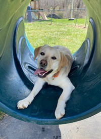K9 Rosie