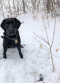 K9 Taylor