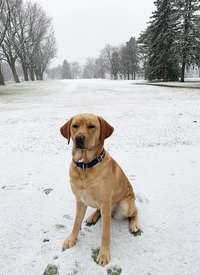 K9 Willow
