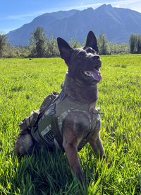 K9 Bubo