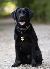 K9 Jersey