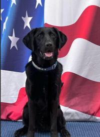 K9 Calvin