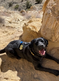 K9 Freya
