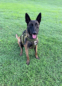 K9 Rudy