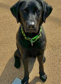 K9 Murphy