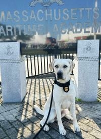 Boston Field Division K9 Avery poses in front of the Massachusetts Maritime Academy