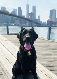 K9 Danielle (Dani) poses on a boardwalk by the water with New York City in the background