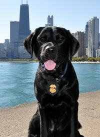ATF K9 Riley by Lake Michigan with the Chicago skyline in the background