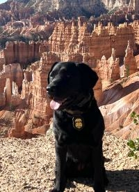 K-9 Jaisa at Bryce Canyon