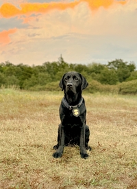 K9 - Tara