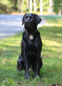 K-9 Maggie, a Labrador retriever, sits outside on a patch of grass.