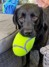 K-9 Millie holds a ball in her mouth