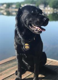 K-9 Sunny is ready for the mission