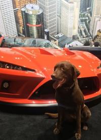 K-9 Bonny stands alert at the 2017 Detroit Auto Show