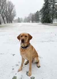 K-9 Willow prepares to work in the snow