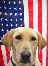 ATF K-9, Vegas, a yellow labrador retriever, in front of the American flag