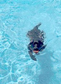 K-9 Jet takes a swim in the pool