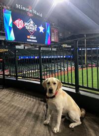K-9 Lady helps secure the 2019 World Series 
