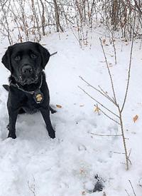 K-9 Taylor finds clues in the snow
