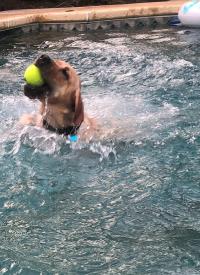 K-9 Camille plays water sports 