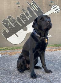 K-9 Corey sits near a wall with a toy guitar on it 