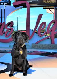 K-9 Carolina sits in front of the Las Vegas sign 