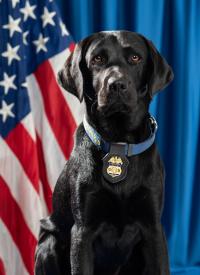 Official portrait of K-9 Nancy with American flag behind her.