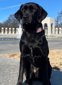 K-9 Annie poses outside in front of a memorial.